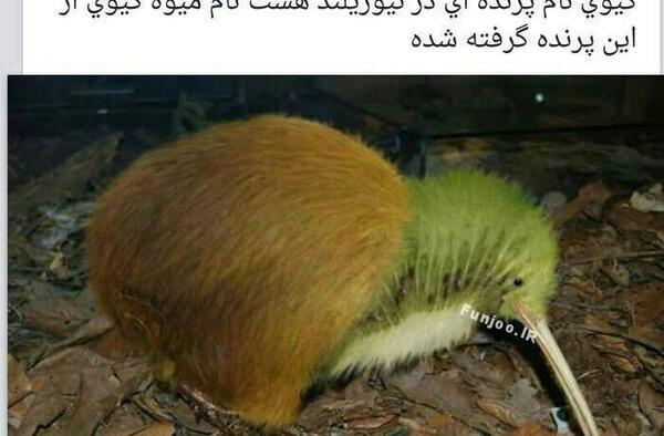 عکسهای لایک دار جدید