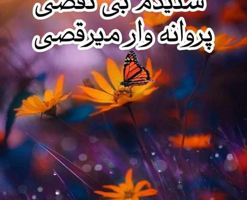 عکس نوشته شنیدم بی نقصی پروانه وار میرقصی