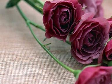 عکس گل عاشقانه جدید