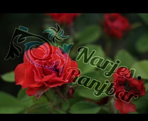عکس شیرین گل