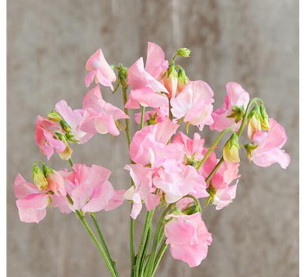 عکس شیرین گل