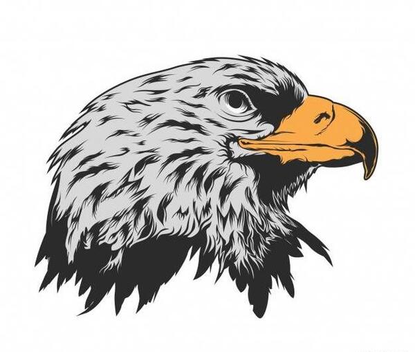 عکس عقاب طلایی برای تصویر زمینه