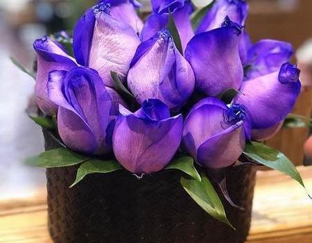 عکس گل رز آبی برای پروفایل