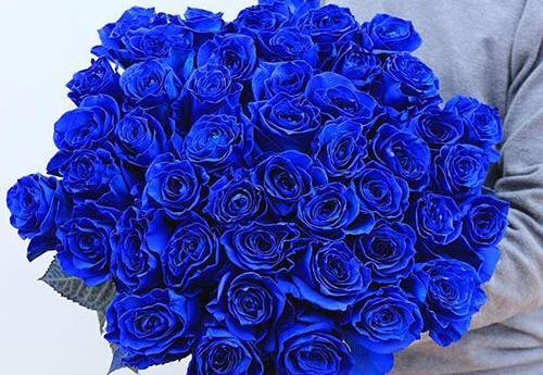 عکس گل رز آبی برای پروفایل