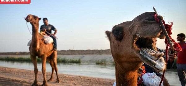 عکس شتر سواری در کیش