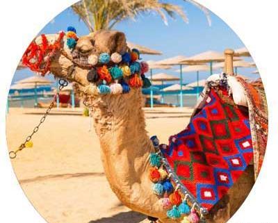 عکس شتر سواری در کیش