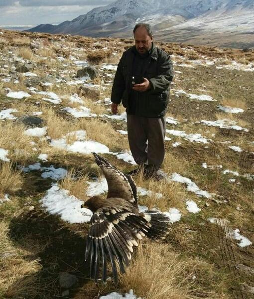 عکس عقاب زخمی