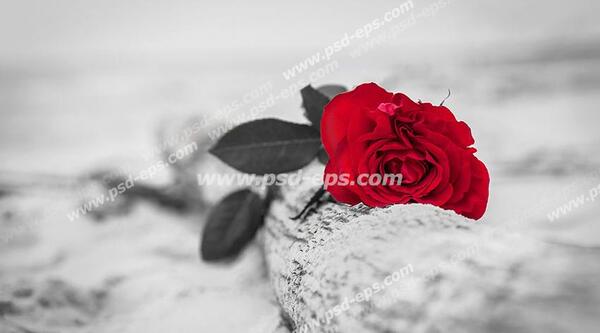 عکس گل رز در برف