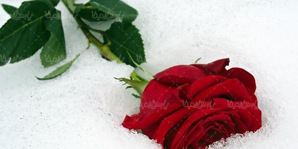 عکس گل رز در برف