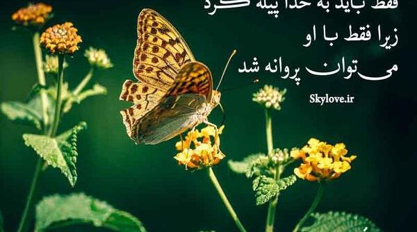 عکس نوشته پروانه دار