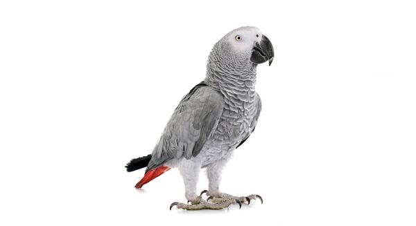عکس تصویر زمینه طوطی