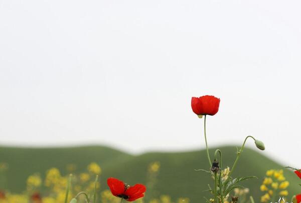 عکس شقایق ها