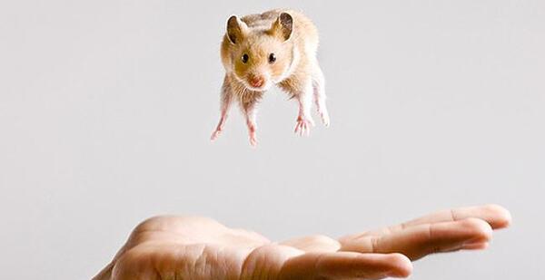عکس خنده دار همستر