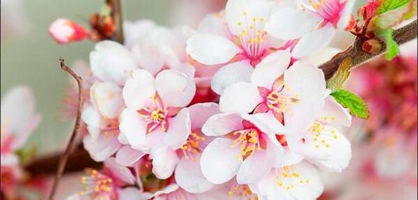 عکس شکوفه گل برای پروفایل
