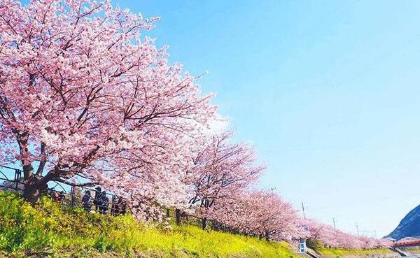 عکس شکوفه گل برای پروفایل