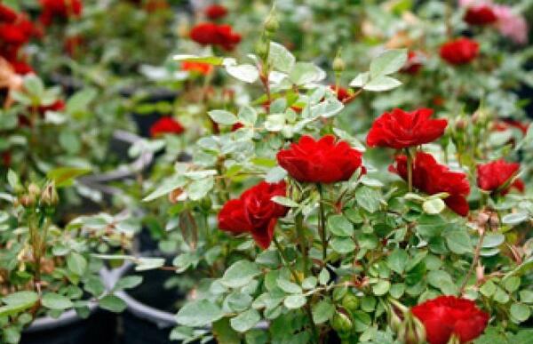 عکس گل رز مینیاتوری