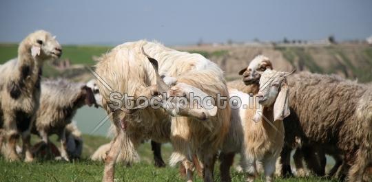 عکس منظره جالب