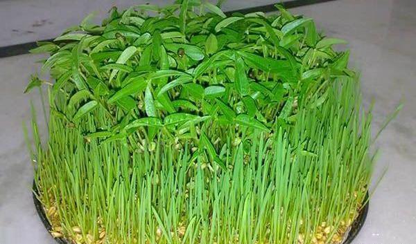 عکس سبزه عید نوروز
