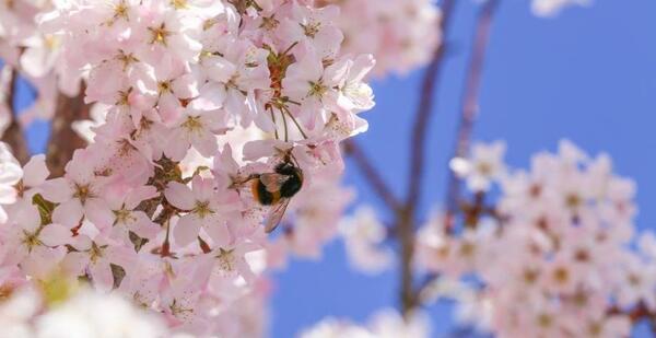 عکس بهاری زیبا برای پروفایل واتساپ