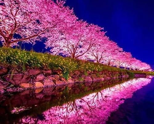 عکس بهاری زیبا برای پروفایل واتساپ