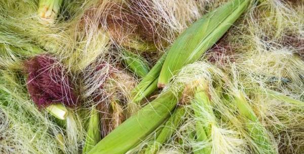 عکس کاکل ذرت