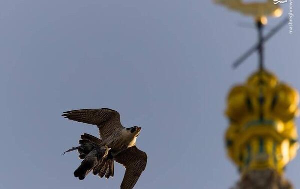 عکس حسین شاهین