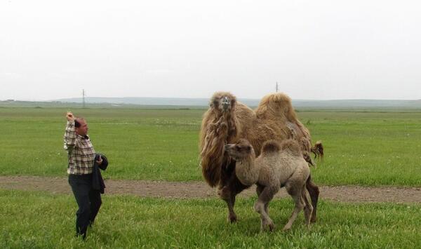 عکس شتر رو پیدا کنید