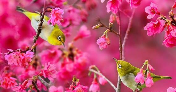 عکس شکوفه عید