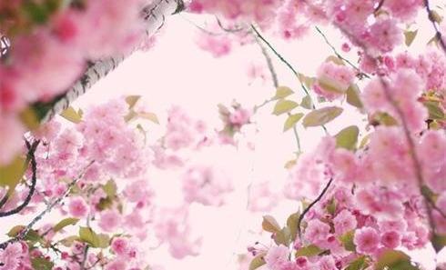 عکس شکوفه عید