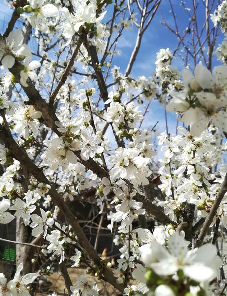 عکس شکوفه عید