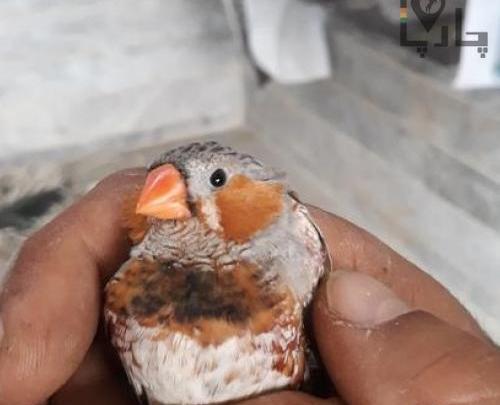عکس حیوان جامبو