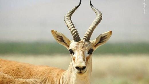 عکس آهو قشنگ