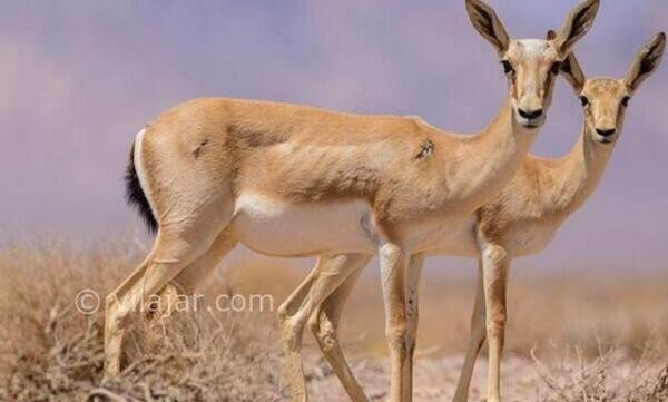 عکس آهو قشنگ