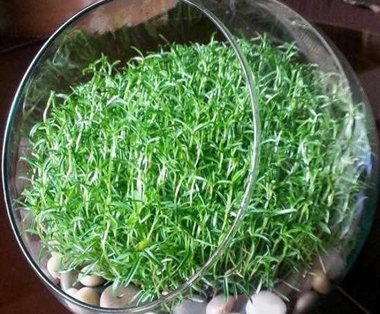 عکس سبزه عدس برای عید