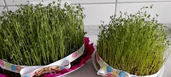عکس سبزه عدس برای عید