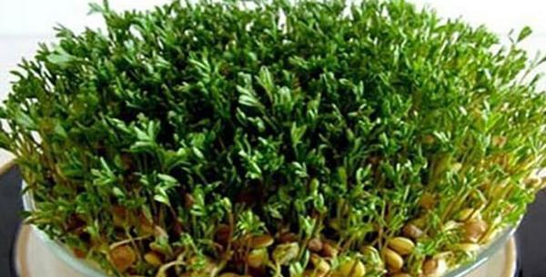 عکس سبزه عدس برای عید