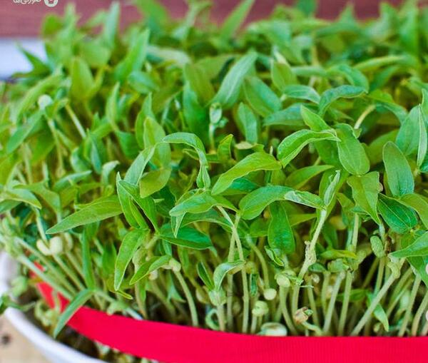 عکس سبزه عدس برای عید
