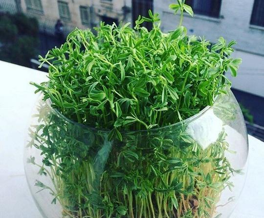 عکس سبزه عدس برای عید
