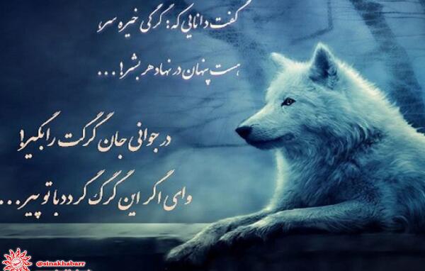 عکس گرگ پیر