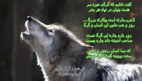 عکس گرگ پیر