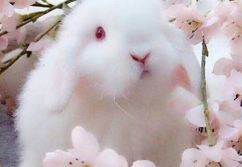 عکس خرگوش برای پروفایل
