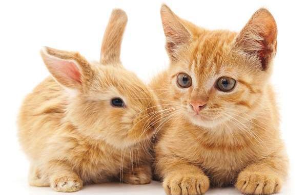 عکس خرگوش برای پروفایل