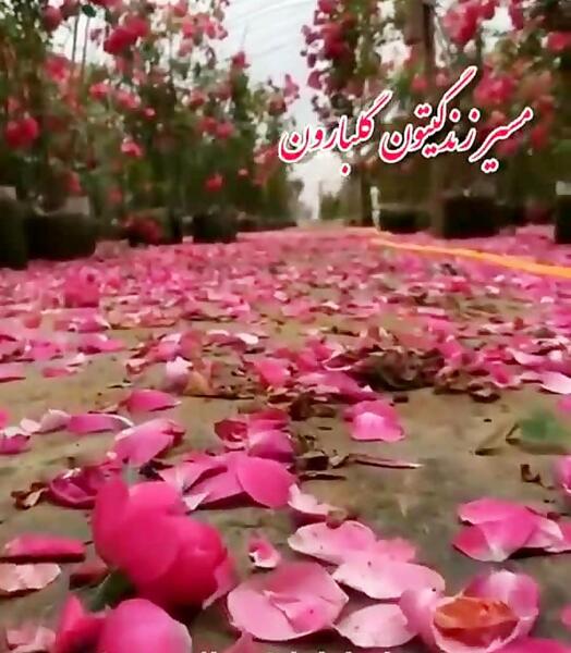 عکس صبح بخیر بهاری