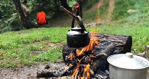 عکس چای ذغالی در جنگل