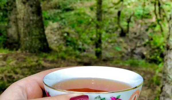 عکس چای ذغالی در جنگل