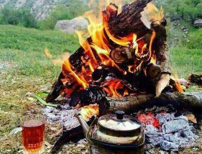 عکس چای ذغالی در جنگل