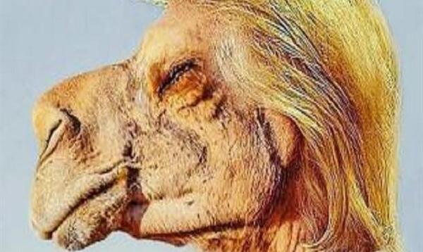 عکس ضرب المثل شتر درخواب بیند پنبه دانه
