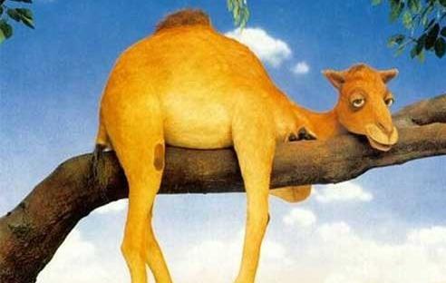 عکس ضرب المثل شتر درخواب بیند پنبه دانه