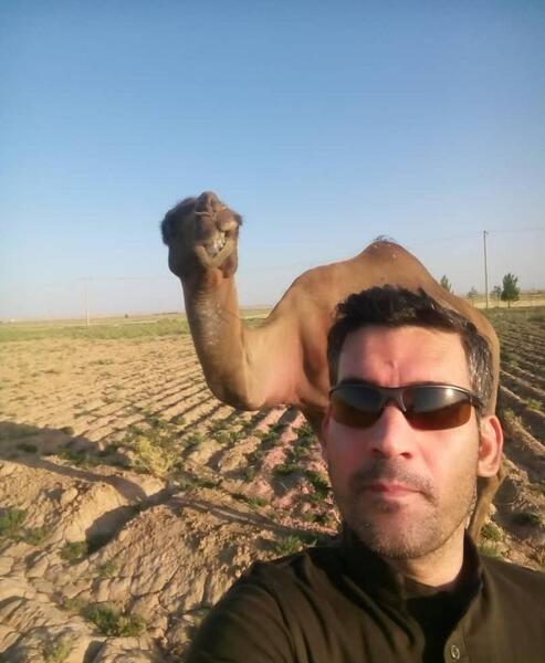 عکس ضرب المثل شتر درخواب بیند پنبه دانه