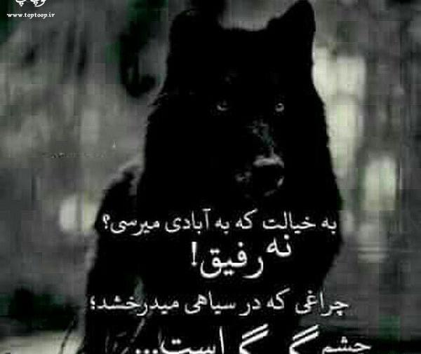 عکس گرگ سیاه چشم قرمز